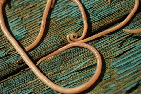 what animal are rep resented a roundworm